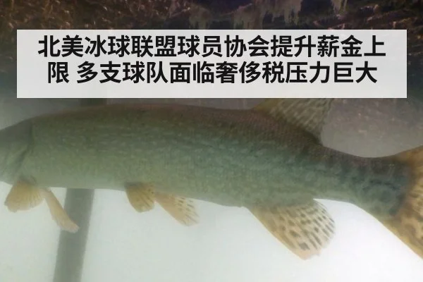北美冰球联盟球员协会提升薪金上限 多支球队面临奢侈税压力巨大